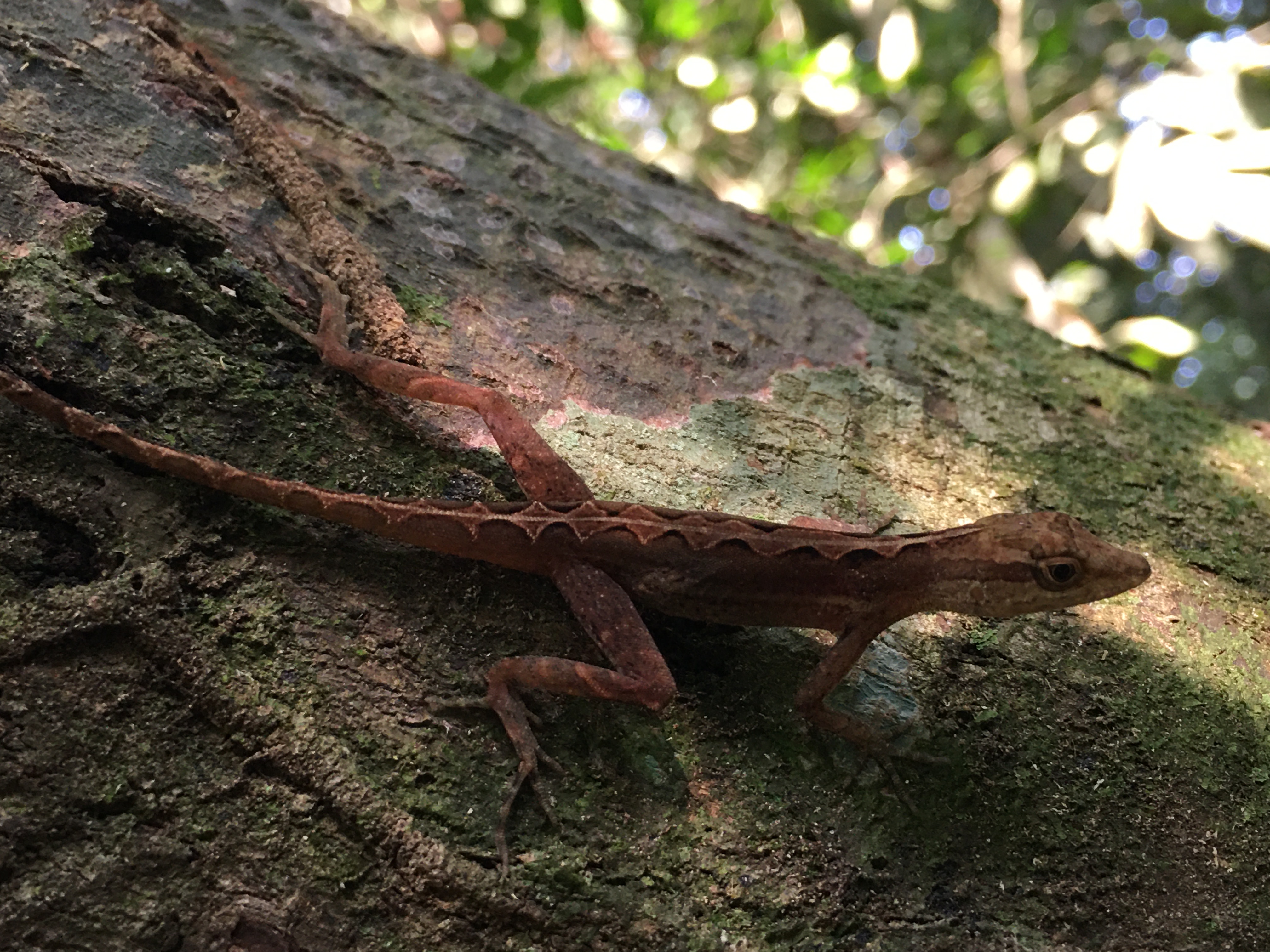 Lagartija Anolis
